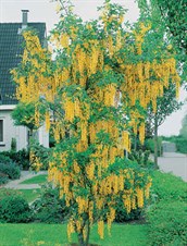Golden Chain Tree