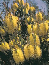 Lemon Bottlebrush