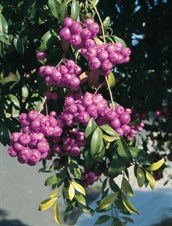 Lilly Pilly