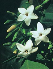 Native Gardenia