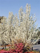 Ornamental Pears