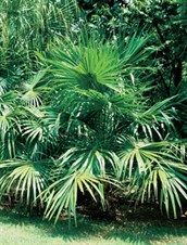 Ribbon Fan Palm