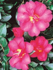 Sasanqua Camellias