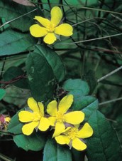Snake Vine