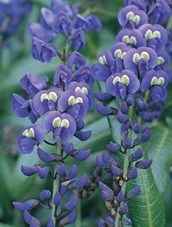 Native Wisteria
