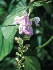 Canavalia, Beach Bean