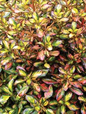 Evening Glow Coprosma