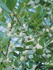 Fragrant Olive, Holly Osmanthus