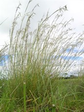 Coolatai grass