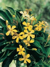 Native Frangipani