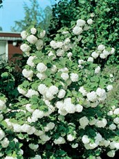 Snowball Tree
