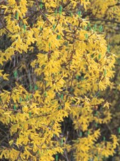 Forsythia