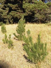 Radiata Pine & Aleppo Pine