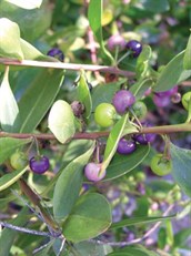 Coastal Boobialla