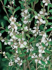 Coastal Tea-tree, Victorian Tea-tree, Australian Myrtle