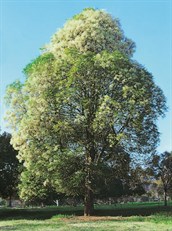 Crow's Ash