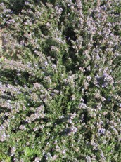 Prostrate Rosemary