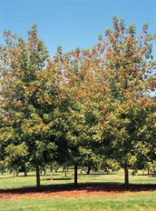 Acer 'Sensation'