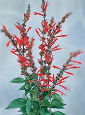 Pineapple Sage