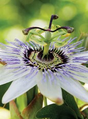 Black Passionfruit