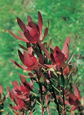 Conebush, Leucadendron