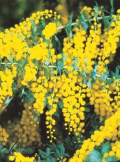 Cootamundra Wattle