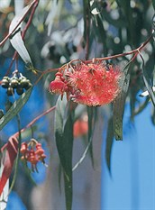 Coral Gum