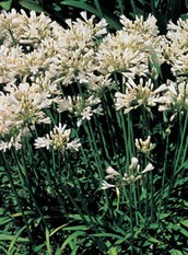 Dwarf White Agapanthus