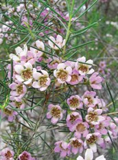 Geraldton Wax