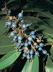 Native Ginger