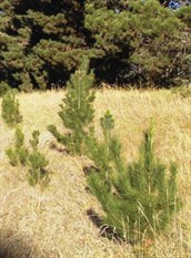 Radiata Pine