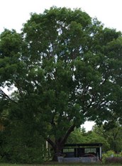 African Mahogany