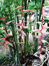 Hybrid Heliconia