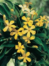 Native Frangipani
