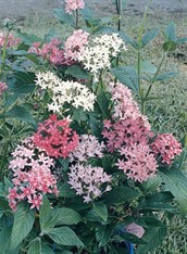 Pentas