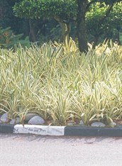 Variegated Spider Lily