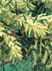 White Sallee Wattle