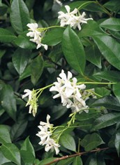 Star Jasmine