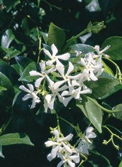 Star Jasmine