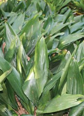 Cast Iron Plant