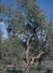 bloodwood desert gary dinham plant