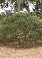 Mallee Golden Wattle, Flinders Wattle