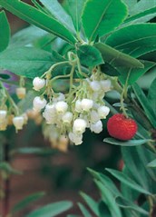 Irish Strawberry Tree