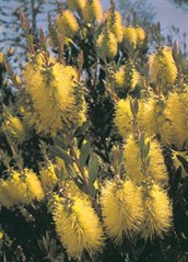 Lemon or Yellow Bottlebrush