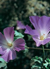 Native Hibiscus