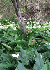 Arum Lily