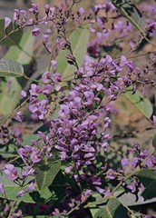Happy Duo Hardenbergia, Native Sarsaparella