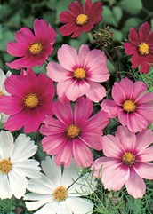 Cosmos