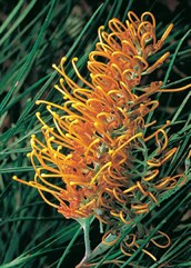 Grevillea