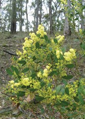 Myrtle Wattle, Red-stem Wattle